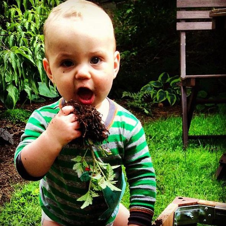 <p>Kocak, namanya juga masih kecil ya, bukannya berkebun malah mau makan tanahnya. (Foto: Instagram @heatherlphillips)  </p>