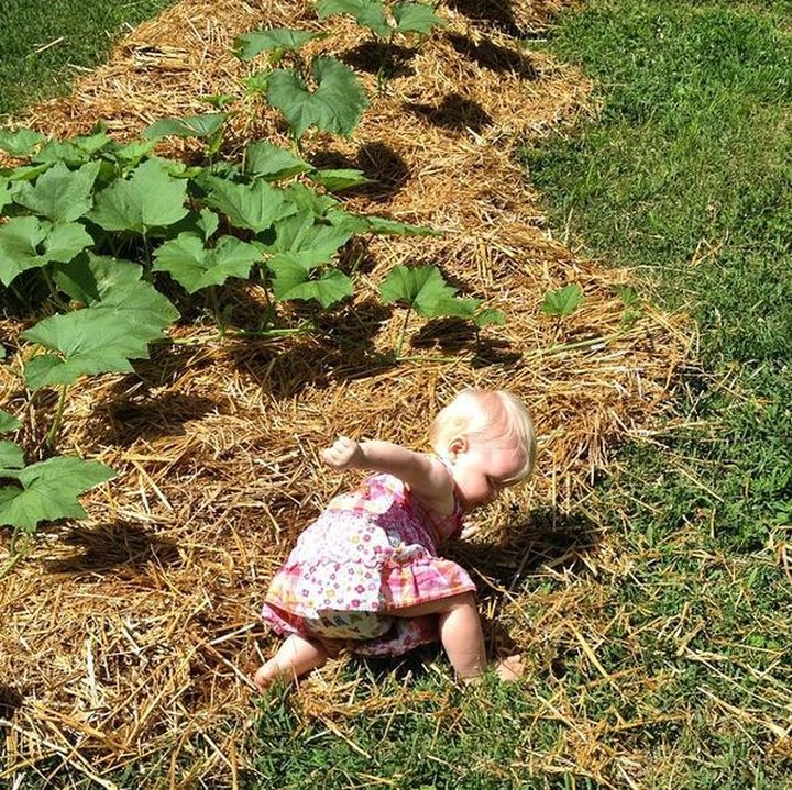 <p> Eits, eits kamu lagi berkebun atau lagi breakdance nih? (Foto: Instagram @whistlepighollow)</p>