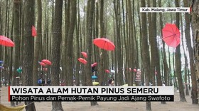 Wisata Hutan Pinus Semeru Jadi Perbincangan Media Sosial