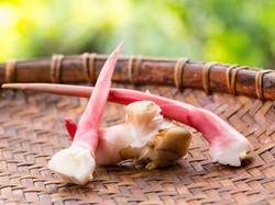 7 Cara Menanam Lengkuas di Rumah dengan Baik dan Benar agar Rimpangnya Banyak