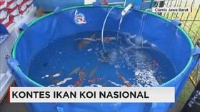 Ribuan Peserta Ikut Kontes Ikan Koi