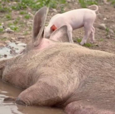 Sepatu Mengandung Kulit Babi, Terkenal di Indonesia
