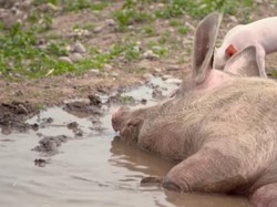 Sepatu Mengandung Kulit Babi, Terkenal di Indonesia