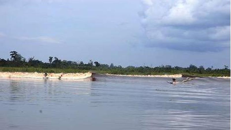 Sudah pernah lihat balapan perahu berukuran sangat panjang?