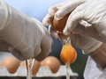 Tips Meracik Scrambled Egg yang Menggoda ala Gordon Ramsay