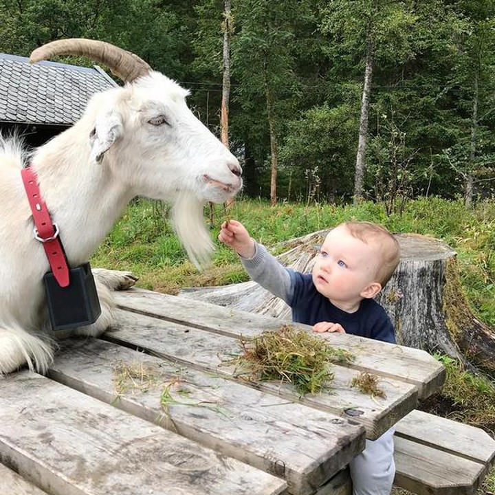 <span style="color: #500050; font-family: arial, sans-serif; font-size: 12.8px;">Gemas sekali bayi ini sudah beternak dan memberi makan si domba. (Foto: Instagram @camillavab)</span>