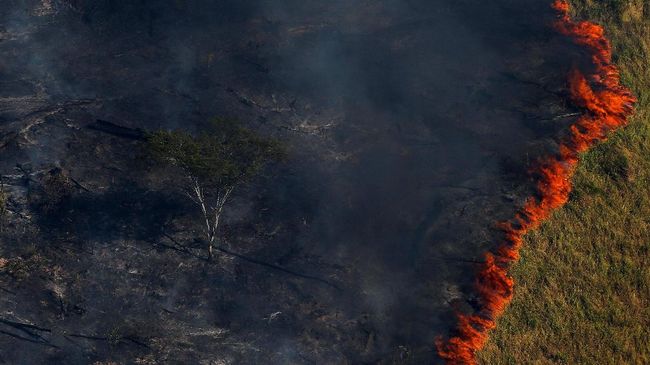 Hutan Amazon yang memproduksi oksigen untuk Anda dan orang tersayang saat ini sedang mengalami kebakaran hebat.
