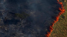 Yang Bisa Dilakukan untuk Selamatkan Hutan Amazon