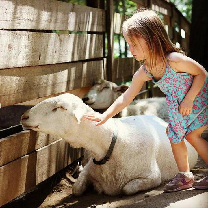 <div style="color: rgb(34, 34, 34); font-family: arial, sans-serif; font-size: 12.8px;">Elusan penuh cinta nih, Bun. "Cepat besar ya kambing-kambing ku." (Foto: Instagram @kristenhourihanphotography)</div>