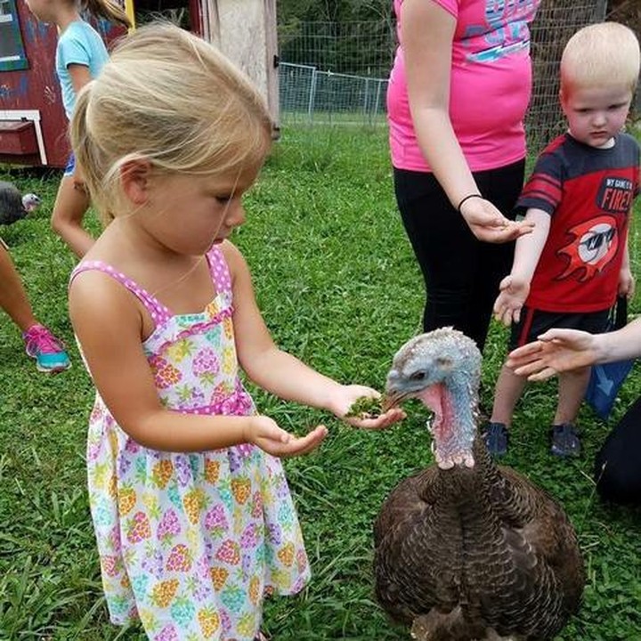 <span style="color: rgb(80, 0, 80); font-family: arial, sans-serif; font-size: 12.8px;">Yang satu berani, yang satunya takut memberi makan kalkun. Lucu ya, Bun. (Foto: Instagram @gentlebarntn)</span>