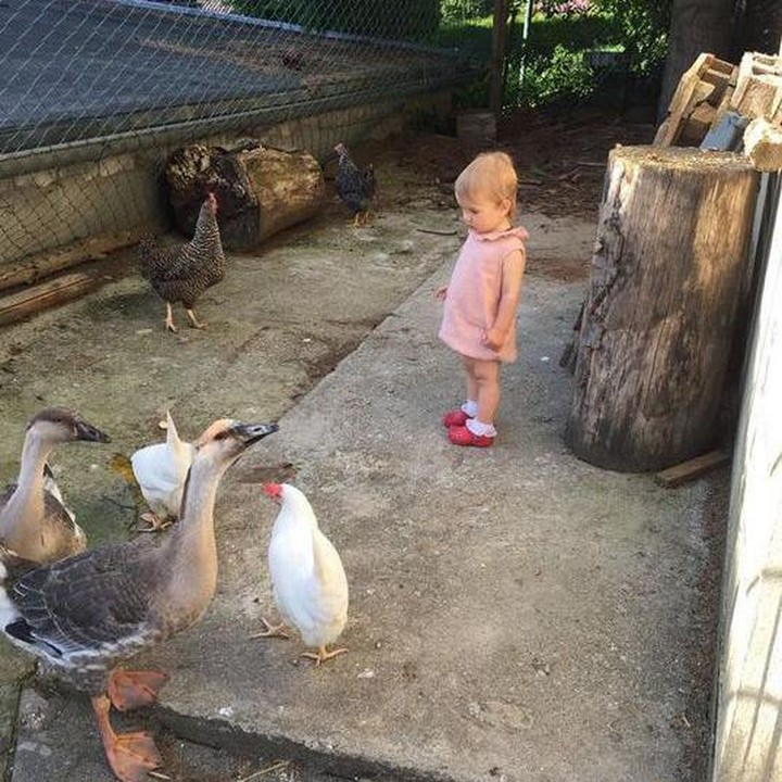 <div style="color: #500050; font-family: arial, sans-serif; font-size: 12.8px;">Lucu banget, anak kecil ini sedang mantau angsa dan ayam miliknya. (Foto: Instagram @rebecca_magdalenabln)</div><div> </div>