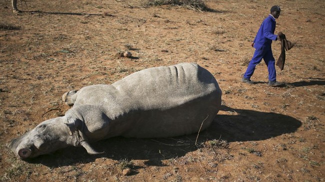 FOTO: Cula Badak Dilelang di Afrika Selatan
