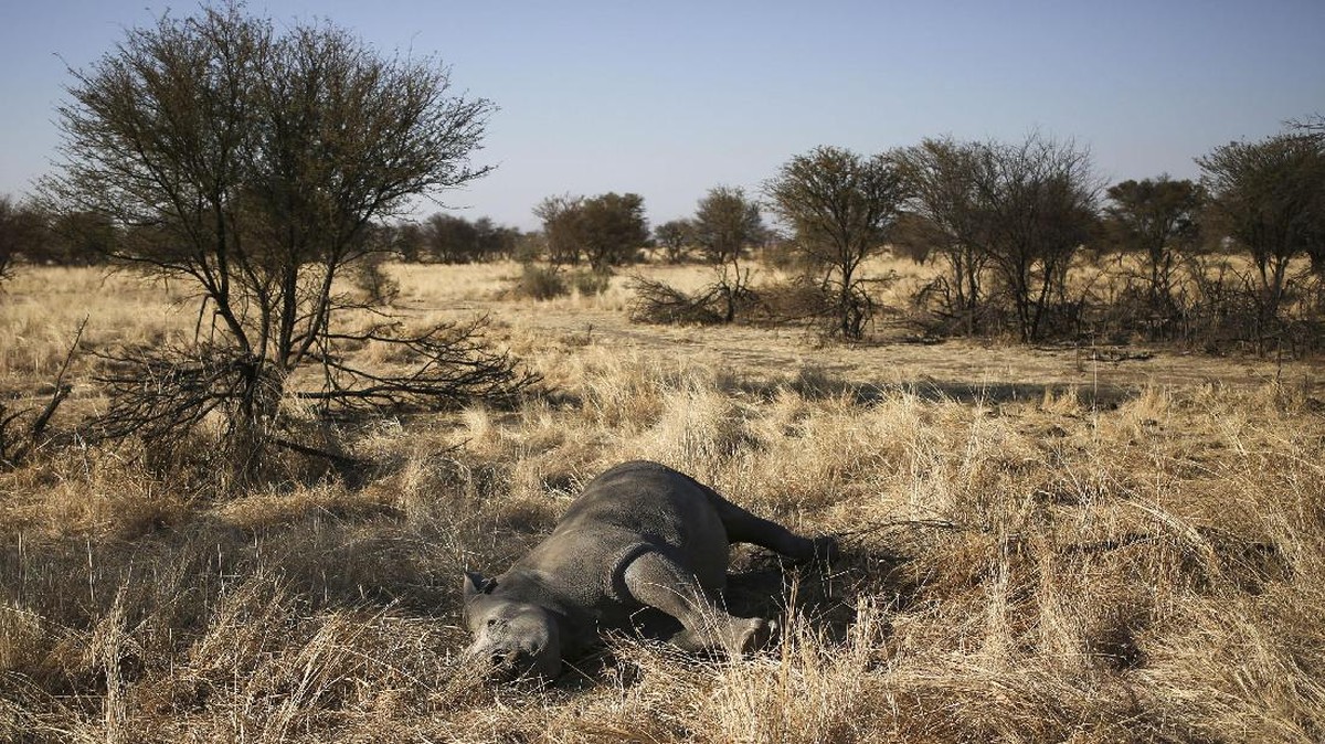 FOTO: Cula Badak Dilelang di Afrika Selatan
