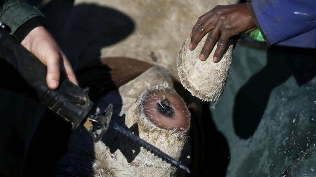 Sebelum ada teknologi canggih, pengamatan Badak Jawa masih dilakukan dengan cara manual melalui pencarian jejak kaki.