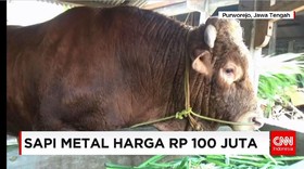Berat Sapi Mencapai 1,4 Ton, Panjang 2,3 Meter, Tinggi 180 cm