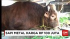 Berat Sapi Mencapai 1,4 Ton, Panjang 2,3 Meter, Tinggi 180 cm