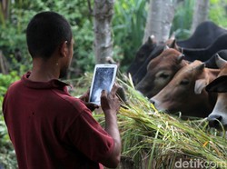 Wah! Beli Hewan Qurban Online Ternyata Bisa Pakai Pay Later