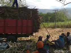Petani Tebu Tolak Gula Rafinasi Dialihkan buat Konsumsi
