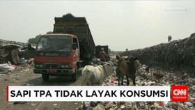 Sapi Dari TPA Putri Cempo Biasa Makan Sampah