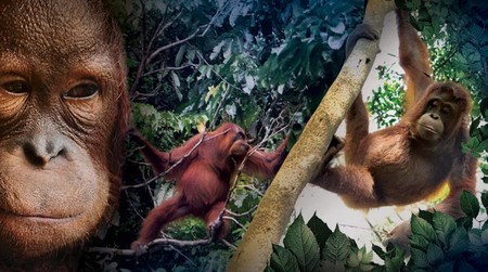 Selamatkan Orangutan! 