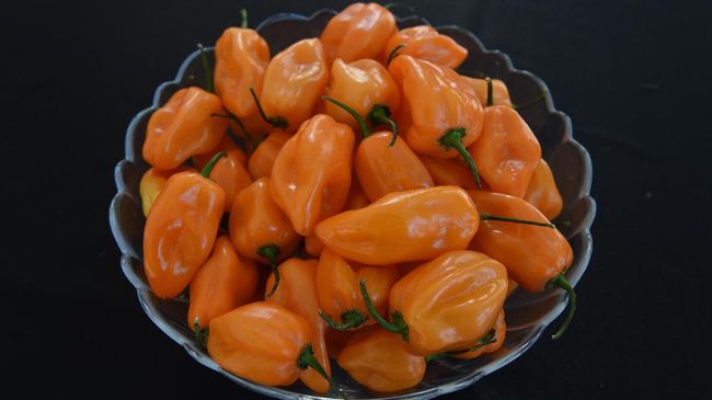 Apa jadinya jika cabai habanero tak lagi punya rasa pedas yang menggigit? Perkenalkan, honey zepper, sebuah habanero yang punya rasa manis.