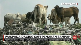 VIDEO: Waspada Daging Sapi Pemakan Sampah