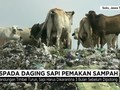 VIDEO: Waspada Daging Sapi Pemakan Sampah