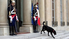 Nemo, Anjing 'Nomor Satu' Perancis Teman Baru Macron