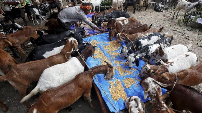 Selain mampu, ada beberapa kriteria lain bagi umat Islam yang wajib kurban di hari raya Idul Adha. Apa saja?
