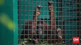 Pakar Sebut Perlakuan Orang Utan di Rehabilitasi Salah Kaprah
