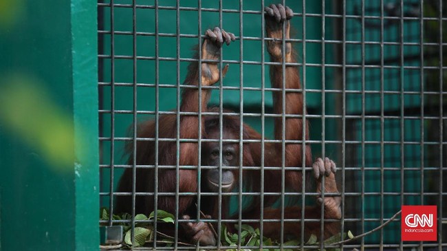 Pakar menyebut terdapat salah kaprah terhadap praktek persiapan orang utan yang akan dilepas ke alam liar oleh pusat rehabilitasi.