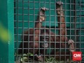 Pakar Sebut Perlakuan Orang Utan di Rehabilitasi Salah Kaprah