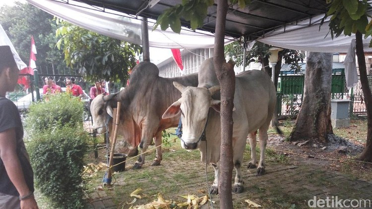 Saat melihat proses pemotongan hewan kurban, bukan nggak mungkin anak bisa trauma.