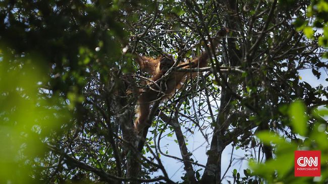 Selain interaksi, wisatawan juga diharapkan tidak memberikan makanan bagi orangutan untuk mengurangi ketergantungan.