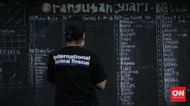 Masih ingat lagu 'Orangutan' milik penyanyi cilik pada tahun 90-an? Ternyata ada fakta yang perlu 'diluruskan' dari lagu jenaka tersebut.