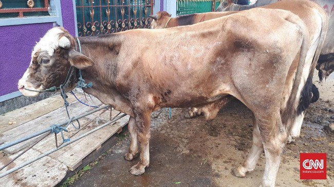 Dinas Peternakan dan Kesehatan Hewan Sulawesi Selatan memastikan ketersediaan sapi untuk dikurbankan pada Iduladha 1444 Hijriah yang jatuh pada 29 Juni 2023.