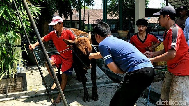 Seekor sapi kurban di Sidoarjo mengamuk dan kabur ke terminal saat hendak disembelih pada Sabtu pagi (2/9).