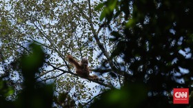 Mengasuh Orangutan, Melestarikan Masa Depan