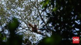 Mengasuh Orangutan, Melestarikan Masa Depan Kalimantan Barat diberkahi hutan sawit yang subur. Ada orangutan juga yang hidup di dalamnya yang kini nyawanya terancam oleh keserakahan manusia.