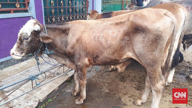 FPI menyumbang seekor sapi seberat 200 kilogram di Masjid Jami Al Ishlah, Petamburan. Sapi tersebut dibeli dari hasil patungan sejumlah anggota FPI.