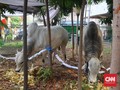 Djarot Komentari Ukuran Sapi Pemberian Jokowi untuk Jakarta