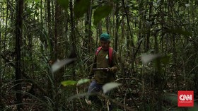 'Malaikat tanpa Sayap' Bagi Orangutan di Kalimantan