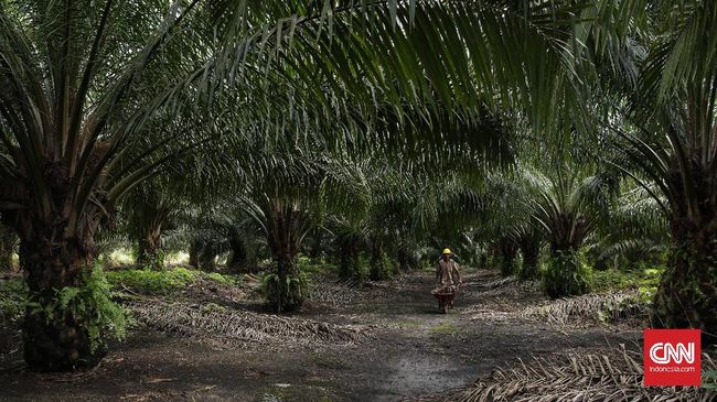 Berkunjung ke hutan konservasi orangutan juga bisa dijadikan pilihan berwisata selama di Kalimantan Barat.