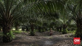 Ramai-ramai Dukung Bupati Sorong Cabut Izin Usaha Sawit