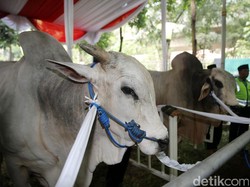 Cara Ikut Kurban di Masjid Istiqlal, Simak Ketentuannya