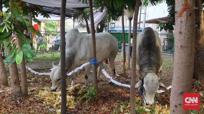 Berdagang sapi selama musim kurban berbeda dengan menjual kambing karena hewan tersebut lebih besar sehingga perlu proses yang rumit.