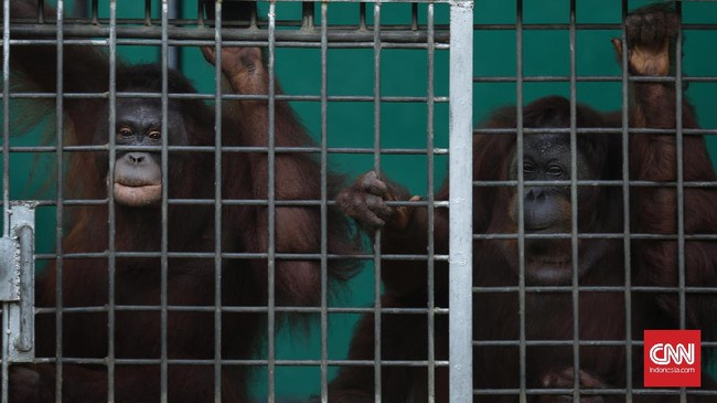Malaysia menggagalkan penyelundupan sepasang orang utan, bayi buaya, burung langka, dan 400 hewan lainnya dari Indonesia.