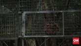 Mengasuh Orangutan, Melestarikan Masa Depan Kalimantan Barat diberkahi hutan sawit yang subur. Ada orangutan juga yang hidup di dalamnya yang kini nyawanya terancam oleh keserakahan manusia.