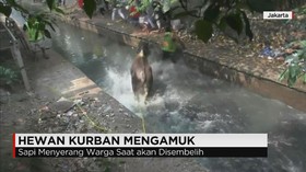 Sapi Kurban Mengamuk