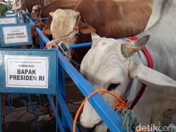 Satu Ekor Kambing, Domba, Sapi dan Kerbau Bisa untuk Kurban Berapa Orang?
